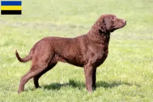 Read more about the article Chesapeake Bay Retriever breeders and puppies in Gelderland