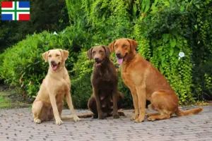 Read more about the article Chesapeake Bay Retriever breeders and puppies in Groningen