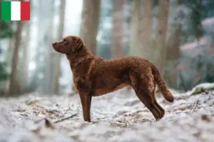 Read more about the article Chesapeake Bay Retriever breeders and puppies in Italy