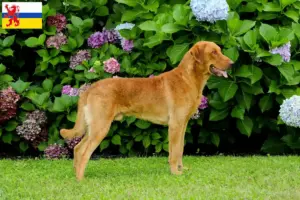 Read more about the article Chesapeake Bay Retriever breeders and puppies in Limburg