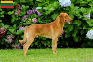 Read more about the article Chesapeake Bay Retriever breeders and puppies in Lithuania