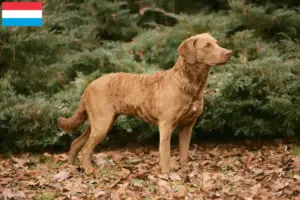 Read more about the article Chesapeake Bay Retriever breeders and puppies in Luxembourg