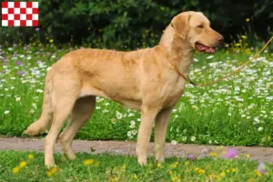 Read more about the article Chesapeake Bay Retriever breeders and puppies in North Brabant