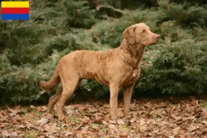 Read more about the article Chesapeake Bay Retriever breeders and puppies in North Holland