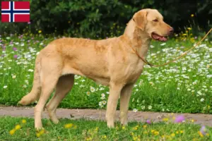 Read more about the article Chesapeake Bay Retriever breeders and puppies in Norway