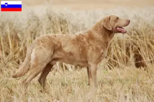 Read more about the article Chesapeake Bay Retriever breeders and puppies in Slovenia