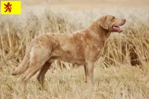 Read more about the article Chesapeake Bay Retriever breeders and puppies in South Holland