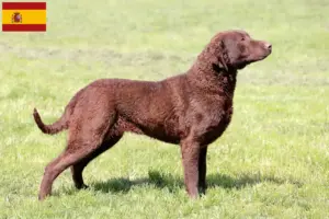 Read more about the article Chesapeake Bay Retriever breeders and puppies in Spain