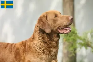 Read more about the article Chesapeake Bay Retriever breeders and puppies in Sweden