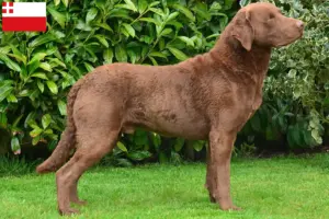 Read more about the article Chesapeake Bay Retriever breeders and puppies in Utrecht