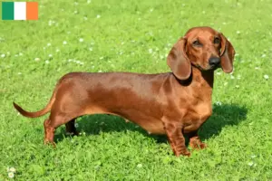 Read more about the article Dachshund breeders and puppies in Ireland