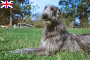 Read more about the article Deerhound breeders and puppies in Great Britain