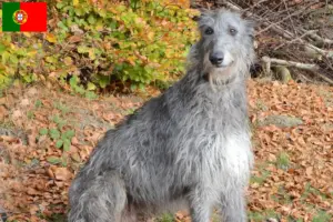 Read more about the article Deerhound breeders and puppies in Portugal