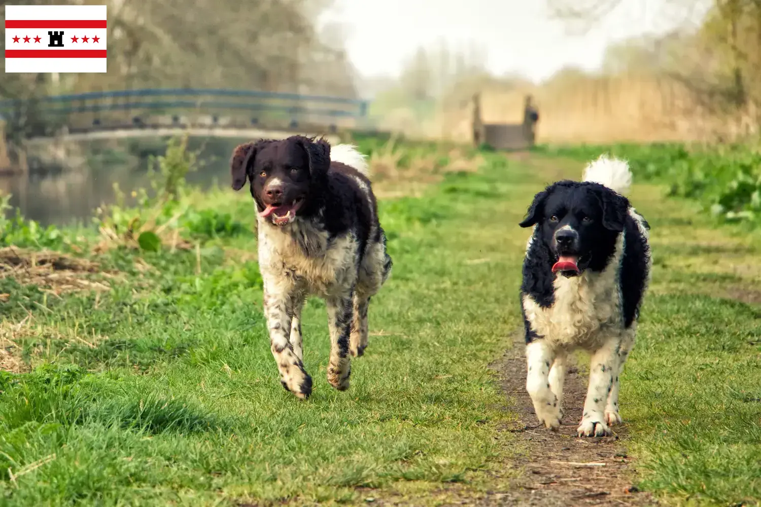 Read more about the article Frisian Water Dog breeder and puppies in Drenthe