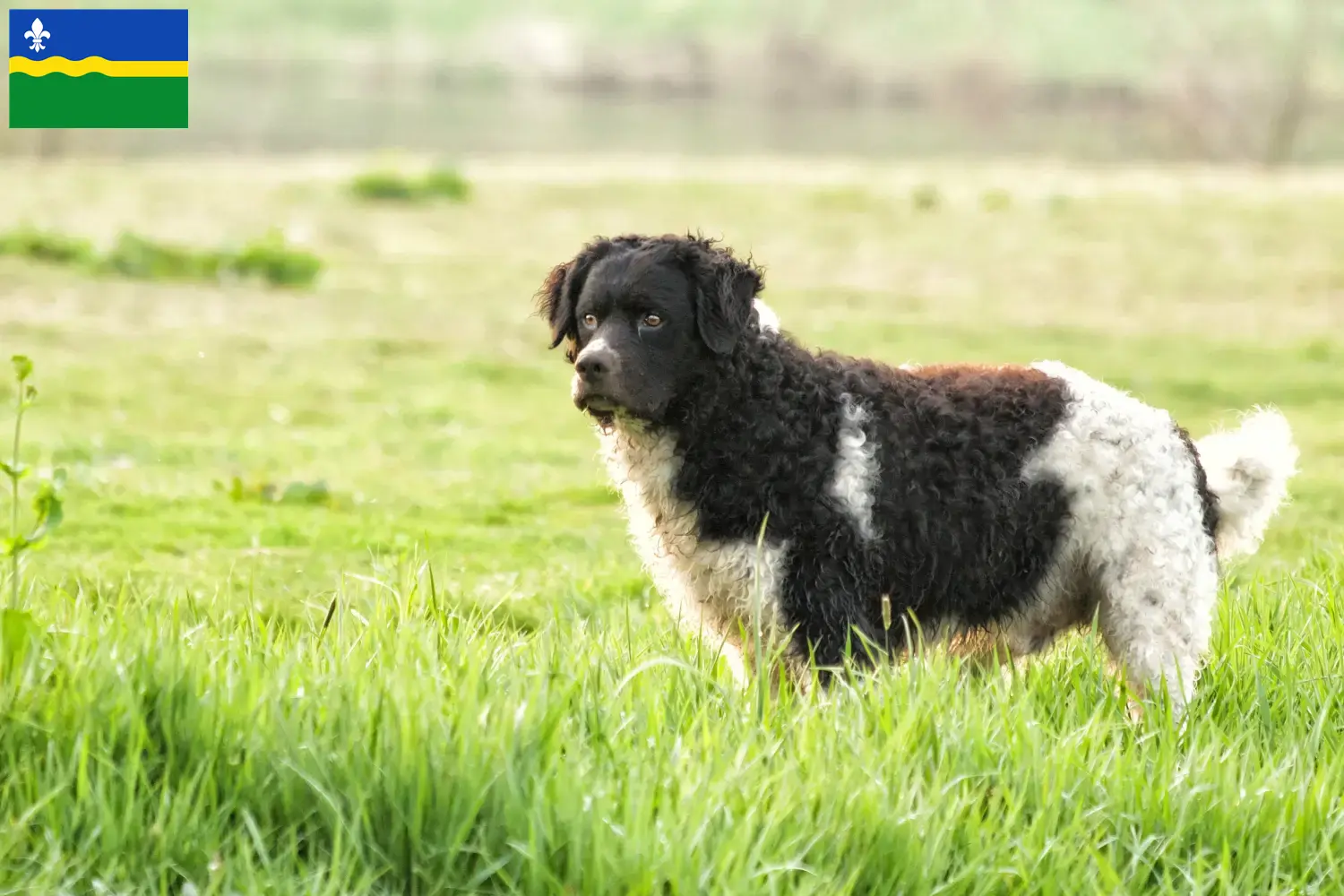 Read more about the article Frisian Water Dog breeder and puppies in Flevoland