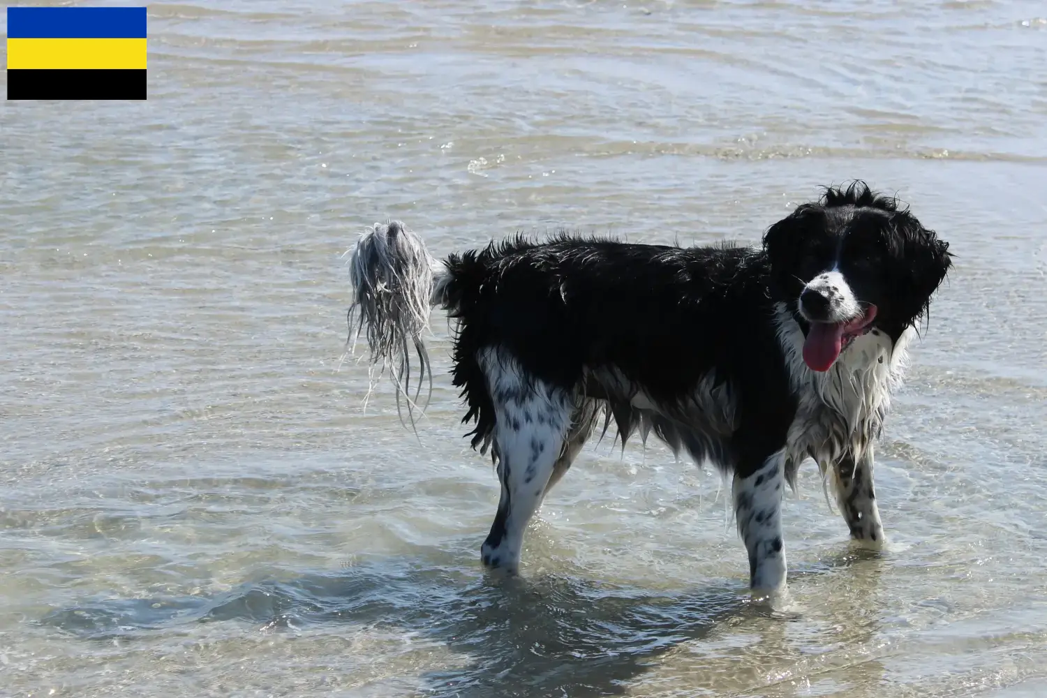 Read more about the article Frisian Water Dog breeders and puppies in Gelderland