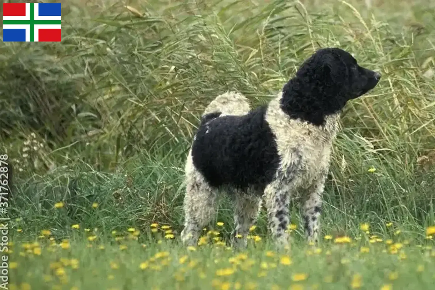 Read more about the article Frisian Water Dog breeder and puppies in Groningen