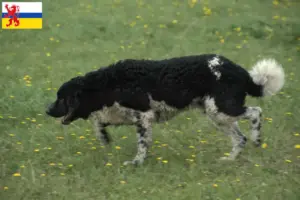 Read more about the article Frisian Water Dog breeder and puppies in Limburg