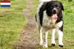 Read more about the article Frisian Water Dog breeders and puppies in the Netherlands