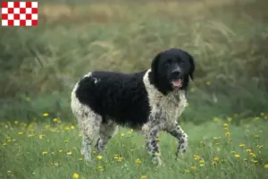 Read more about the article Frisian Water Dog breeders and puppies in North Brabant