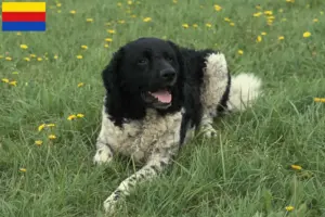 Read more about the article Frisian Water Dog breeder and puppies in North Holland