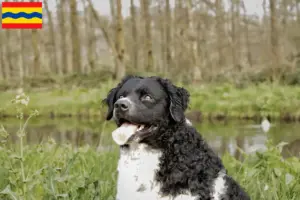 Read more about the article Frisian Water Dog breeders and puppies in Overijssel