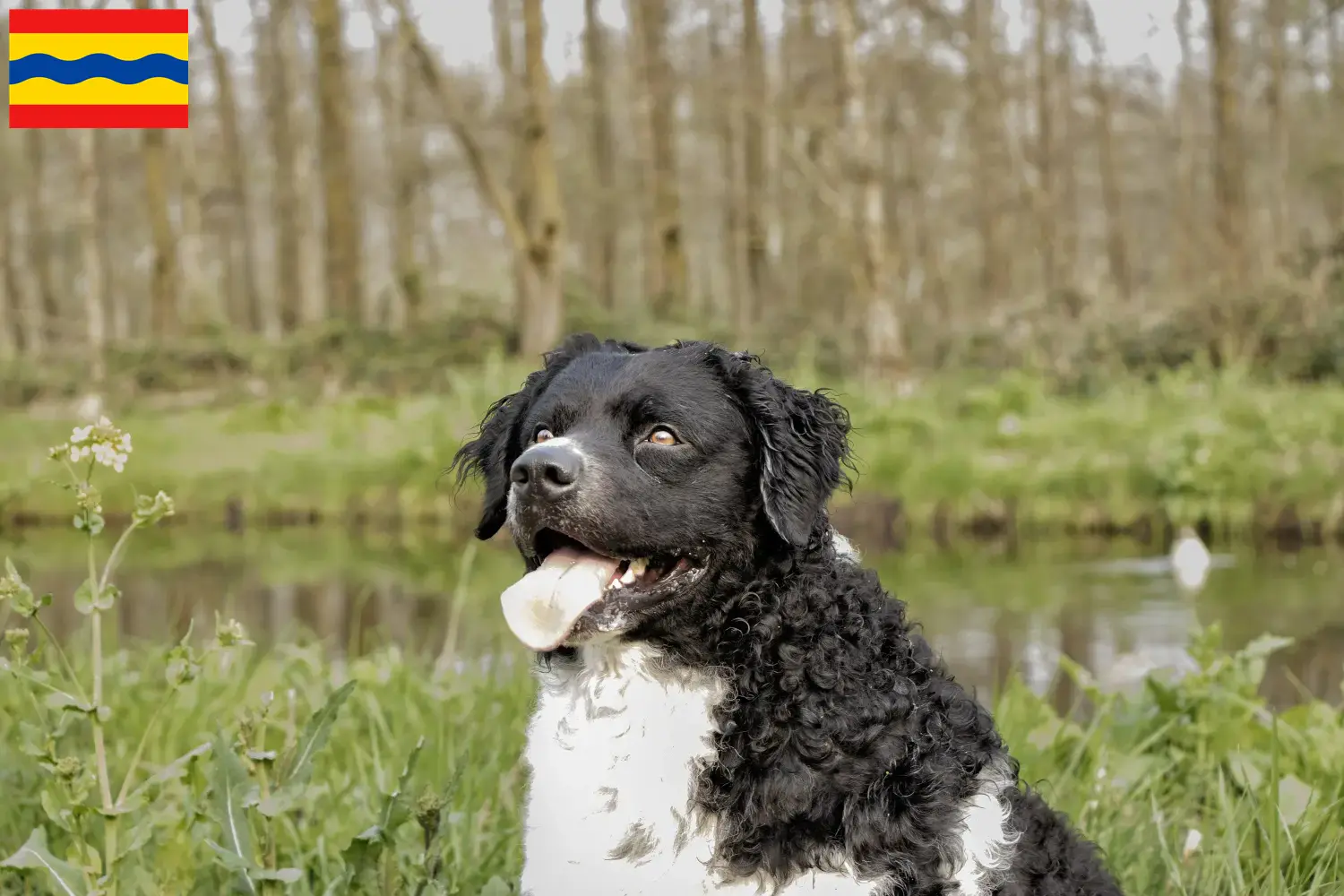 Read more about the article Frisian Water Dog breeders and puppies in Overijssel