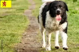 Read more about the article Frisian Water Dog breeders and puppies in South Holland