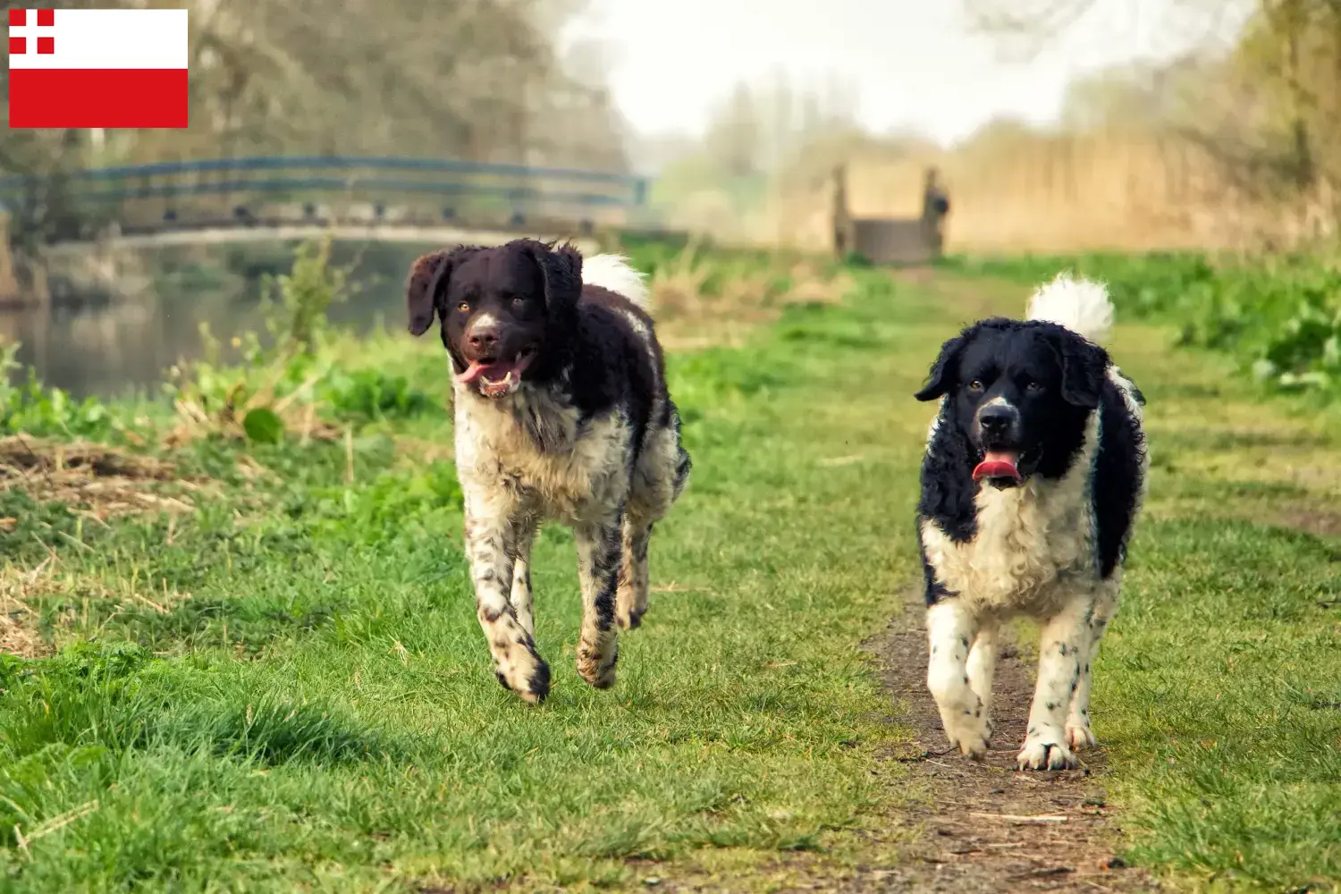 Read more about the article Frisian Water Dog breeder and puppies in Utrecht