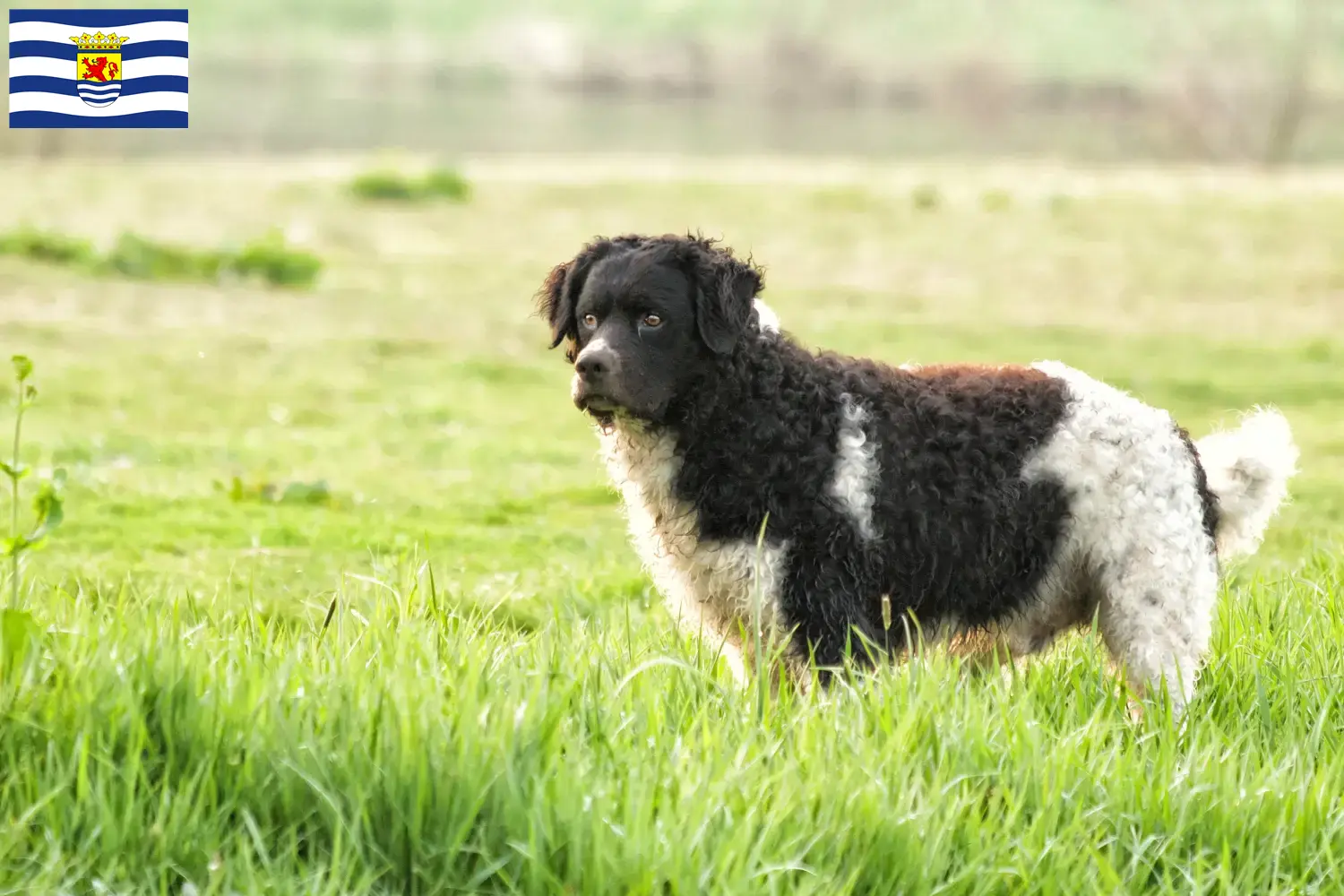 Read more about the article Frisian Water Dog breeder and puppies in Zeeland