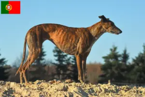 Read more about the article Galgo Espanol breeders and puppies in Portugal