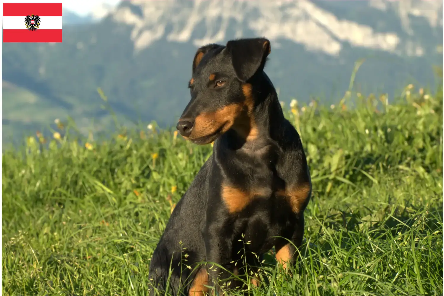 Read more about the article German Hunting Terrier breeders and puppies in Austria