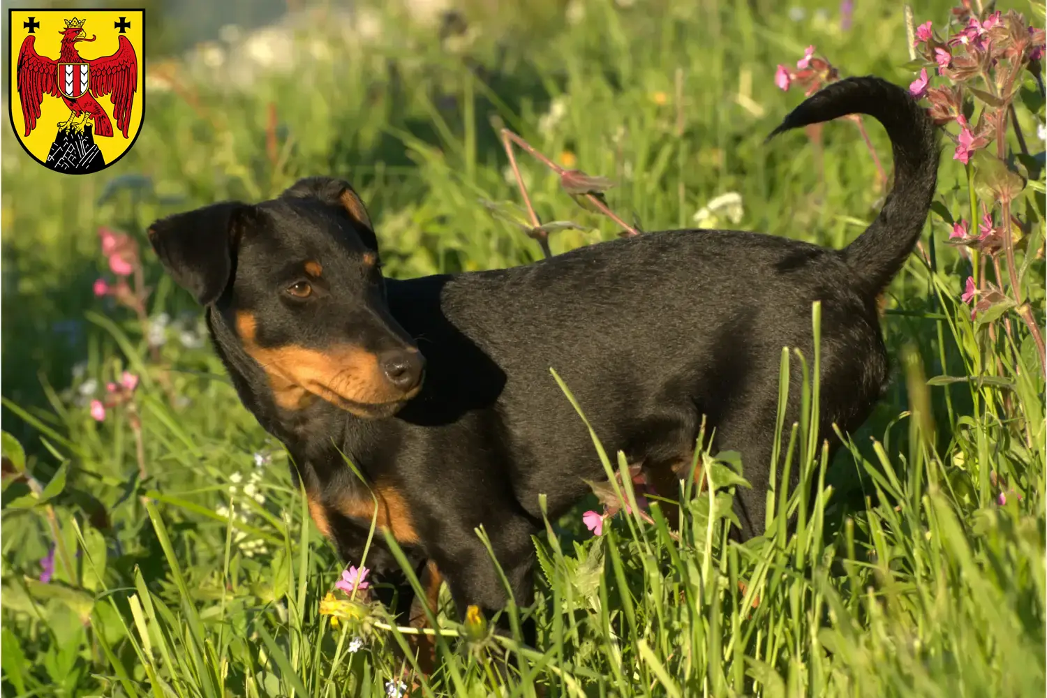 Read more about the article German Hunting Terrier breeders and puppies in Burgenland