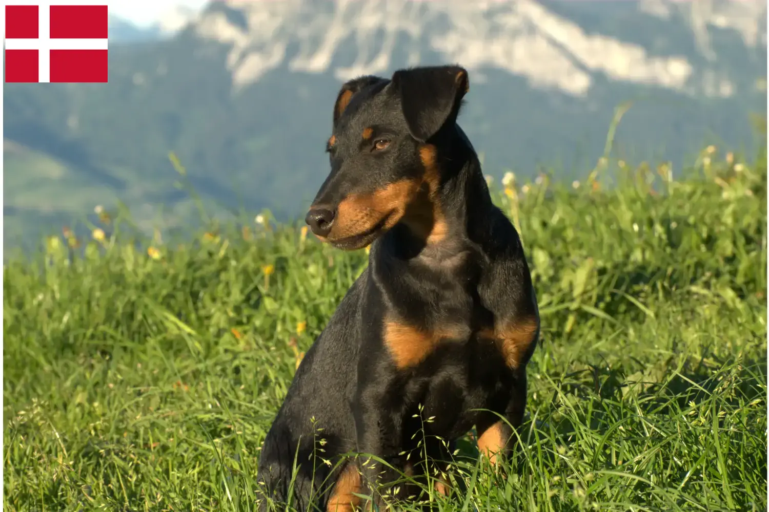 Read more about the article German Hunting Terrier breeders and puppies in Denmark