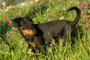 Read more about the article German Hunting Terrier breeder and puppies in Hovedstaden