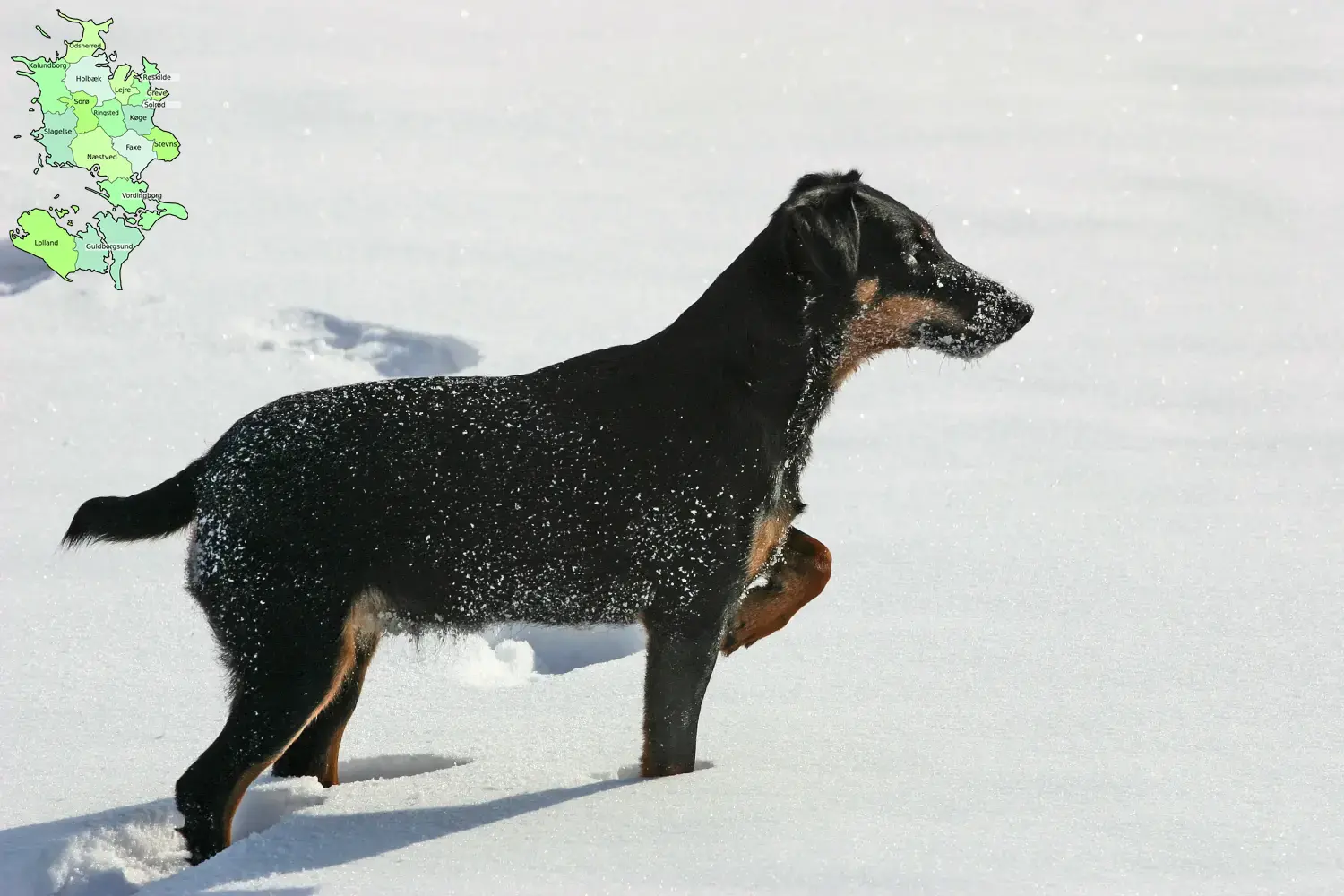 Read more about the article German Hunting Terrier breeder and puppies in Sjælland