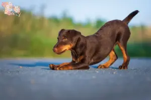 Read more about the article German Hunting Terrier breeders and puppies in Syddanmark