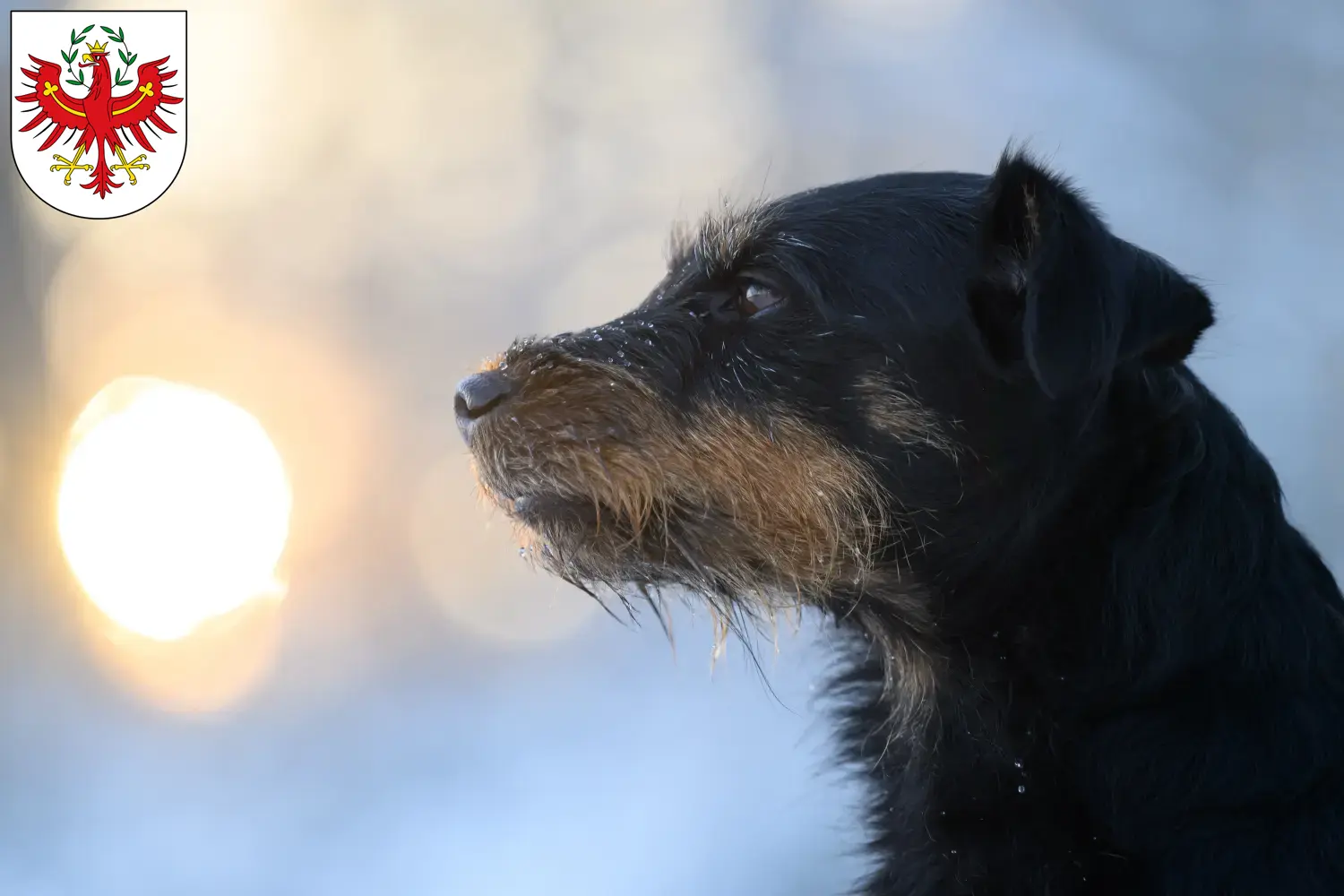 Read more about the article German Hunting Terrier breeders and puppies in Tyrol