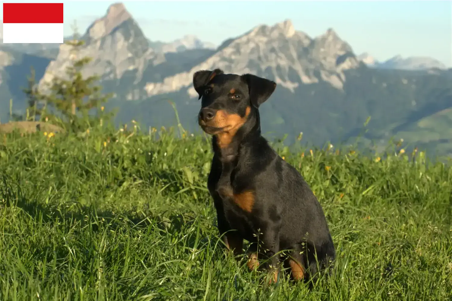 Read more about the article German Hunting Terrier Breeder and Puppies in Vienna