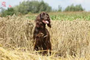 Read more about the article German Longhair breeders and puppies in Hovedstaden