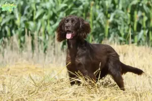 Read more about the article German Longhair breeders and puppies in Midtjylland