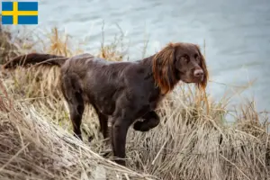 Read more about the article German Longhair breeders and puppies in Sweden