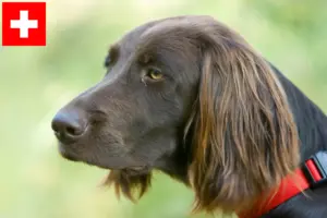 Read more about the article German Longhair breeders and puppies in Switzerland