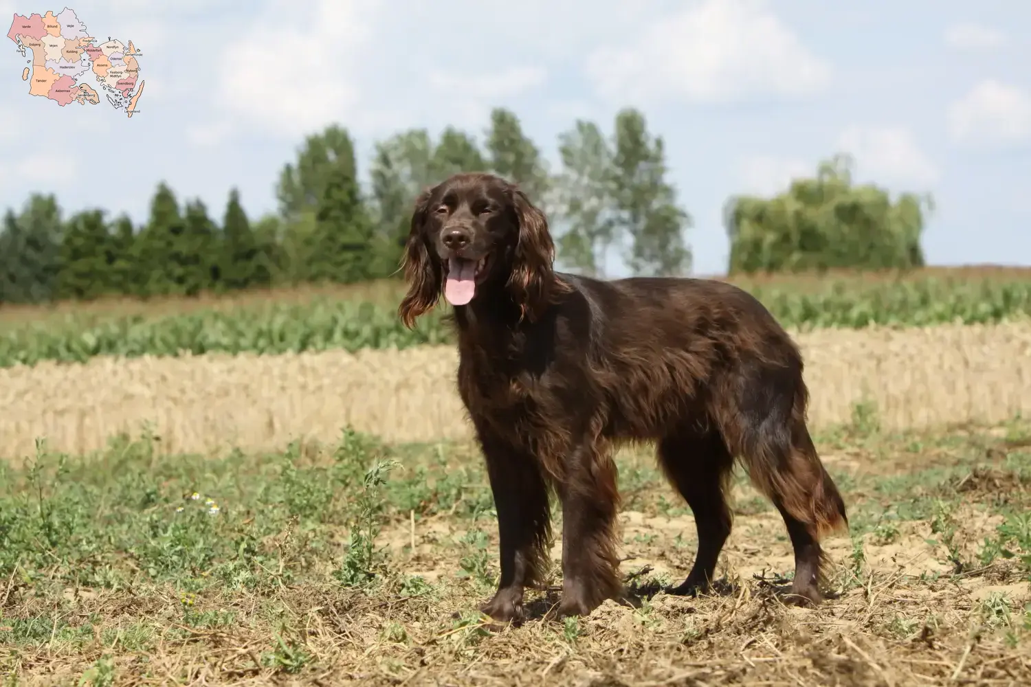 Read more about the article German Longhair breeders and puppies in Syddanmark