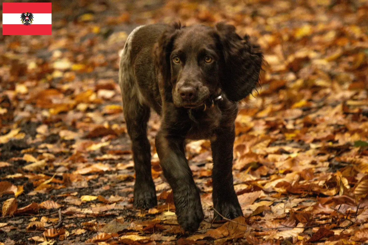 Read more about the article German watchdog breeders and puppies in Austria