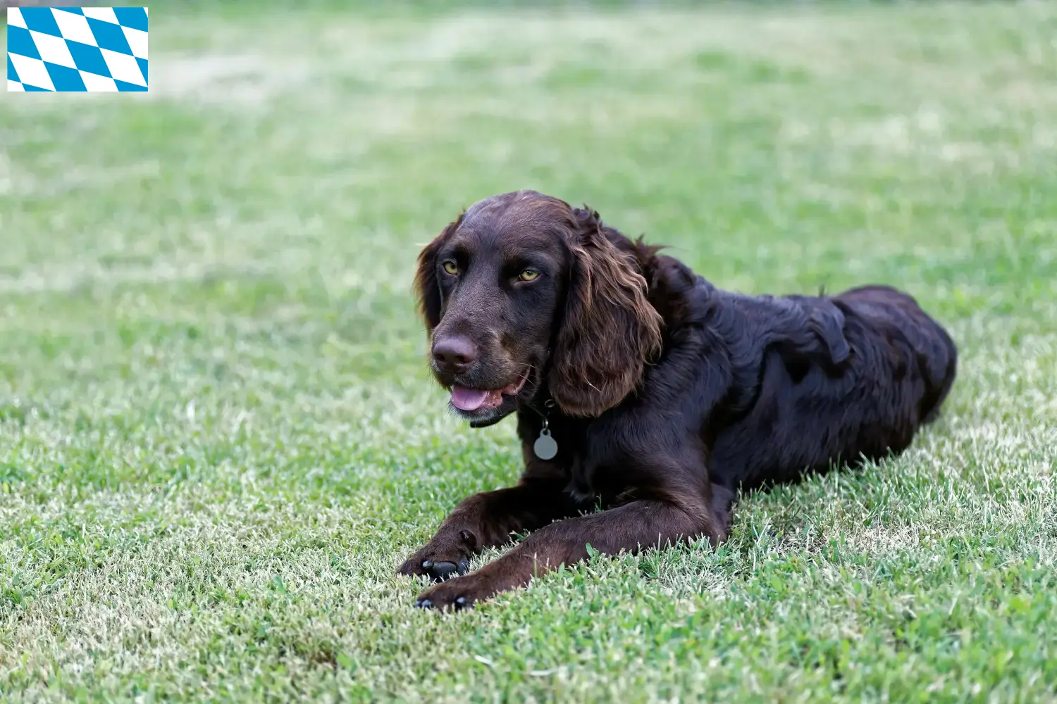 Read more about the article German watchdog breeders and puppies in Bavaria