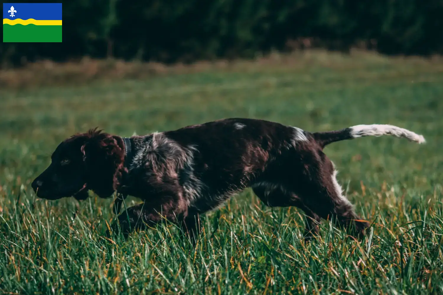 Read more about the article German watchdog breeders and puppies in Flevoland