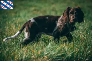 Read more about the article German watchdog breeders and puppies in Friesland