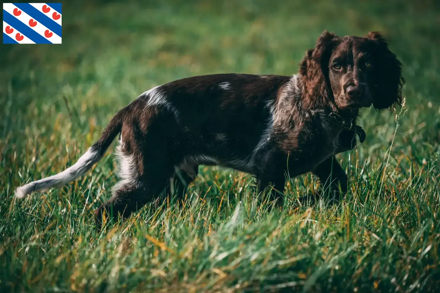 Read more about the article German watchdog breeders and puppies in Friesland