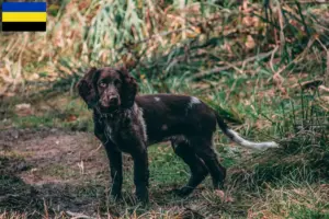 Read more about the article German watchdog breeders and puppies in Gelderland